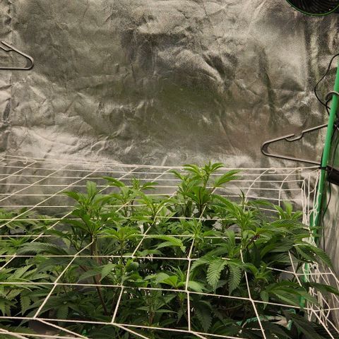 Purple Fuel, Top G, Purple G growlog timeline photo