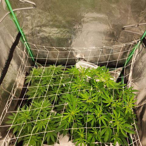 Purple Fuel, Top G, Purple G growlog timeline photo