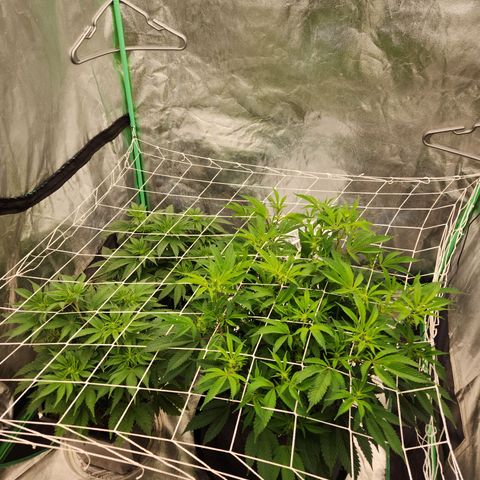 Purple Fuel, Top G, Purple G growlog timeline photo