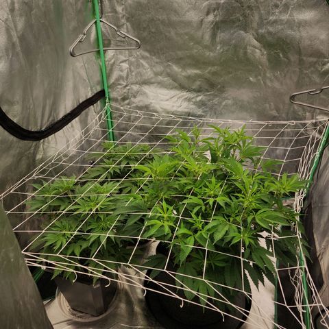 Purple Fuel, Top G, Purple G growlog timeline photo