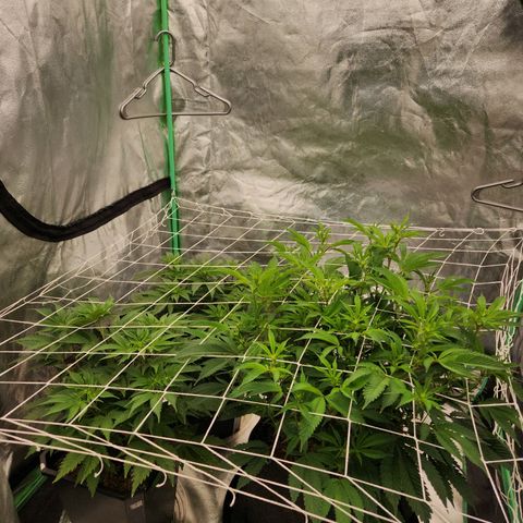 Purple Fuel, Top G, Purple G growlog timeline photo