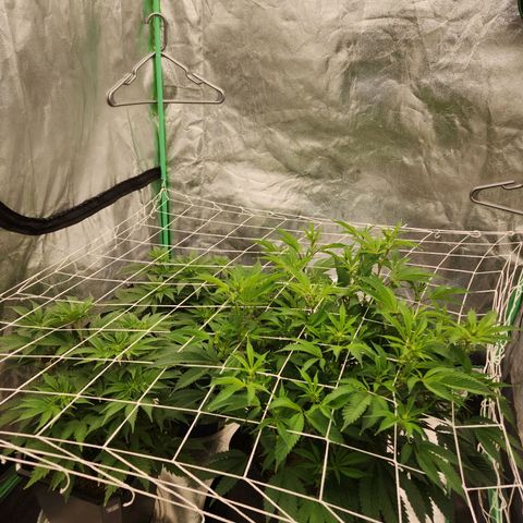 Purple Fuel, Top G, Purple G growlog timeline photo
