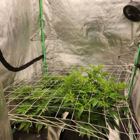 Purple Fuel, Top G, Purple G growlog timeline photo