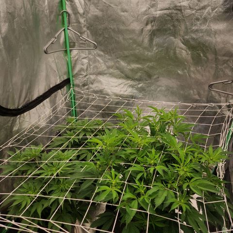 Purple Fuel, Top G, Purple G growlog timeline photo
