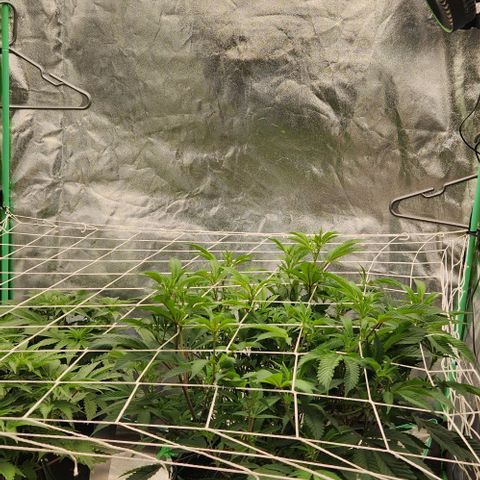 Purple Fuel, Top G, Purple G growlog timeline photo