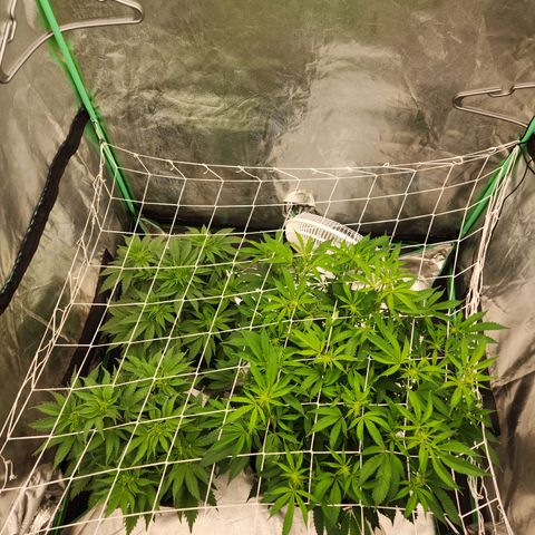 Purple Fuel, Top G, Purple G growlog timeline photo