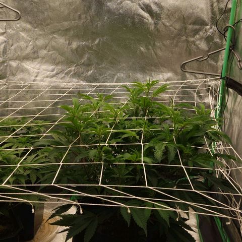 Purple Fuel, Top G, Purple G growlog timeline photo