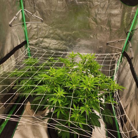 Purple Fuel, Top G, Purple G growlog timeline photo