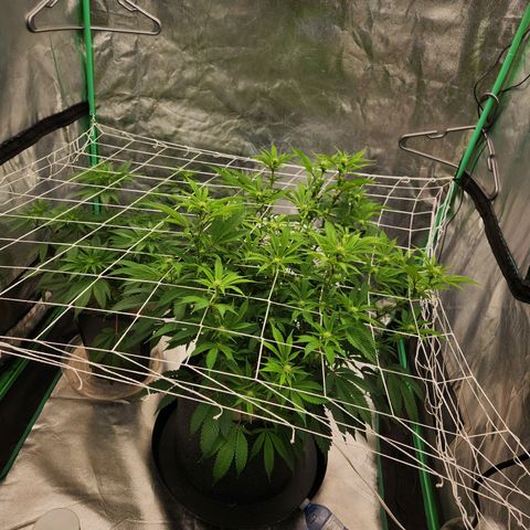 Purple Fuel, Top G, Purple G growlog timeline photo