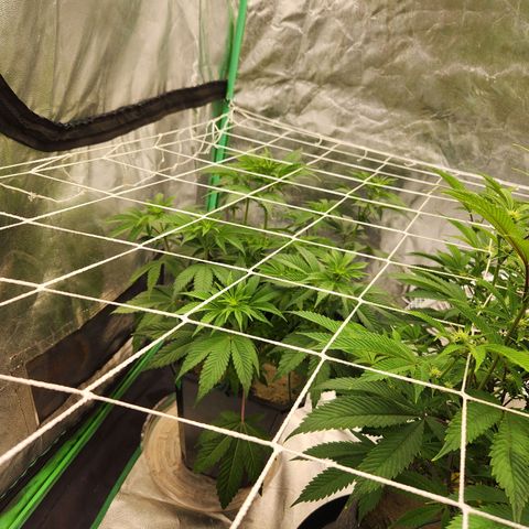 Purple Fuel, Top G, Purple G growlog timeline photo