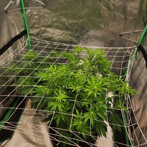 Purple Fuel, Top G, Purple G growlog timeline photo