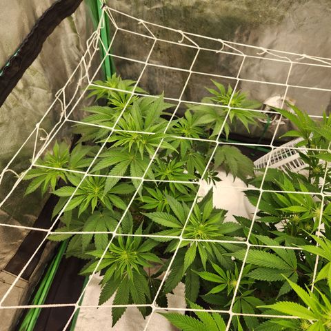 Purple Fuel, Top G, Purple G growlog timeline photo