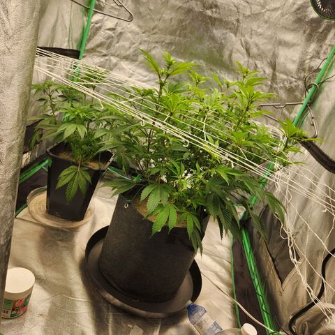 Purple Fuel, Top G, Purple G growlog timeline photo
