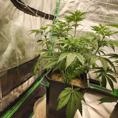 Purple Fuel, Top G, Purple G growlog timeline photo