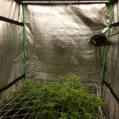 Purple Fuel, Top G, Purple G growlog timeline photo
