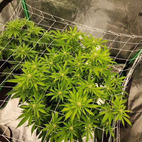 Purple Fuel, Top G, Purple G growlog timeline photo