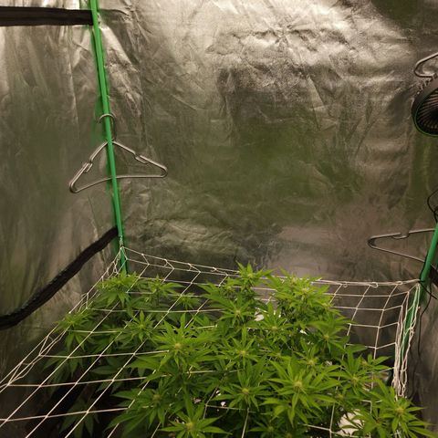 Purple Fuel, Top G, Purple G growlog timeline photo
