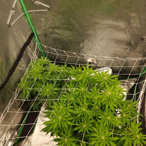Purple Fuel, Top G, Purple G growlog timeline photo