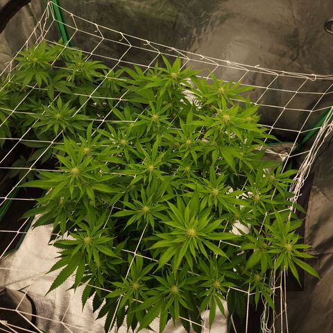 Purple Fuel, Top G, Purple G growlog timeline photo