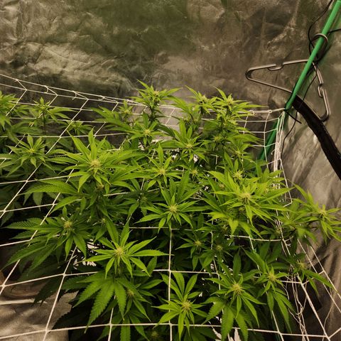 Purple Fuel, Top G, Purple G growlog timeline photo