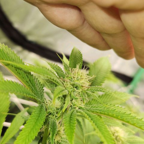 Purple Fuel, Top G, Purple G growlog timeline photo