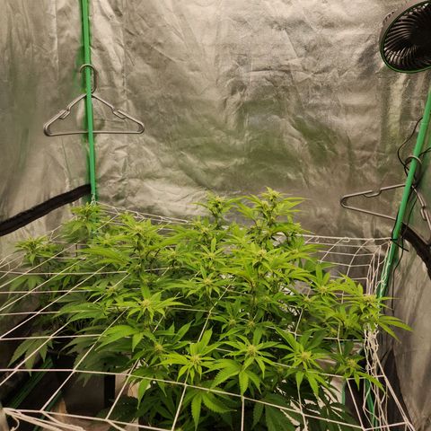 Purple Fuel, Top G, Purple G growlog timeline photo