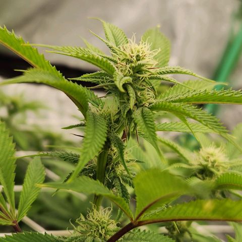 Purple Fuel, Top G, Purple G growlog timeline photo