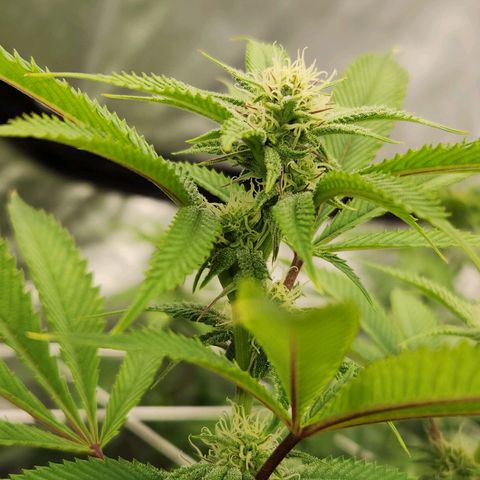 Purple Fuel, Top G, Purple G growlog timeline photo