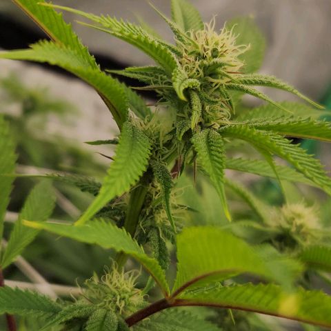 Purple Fuel, Top G, Purple G growlog timeline photo
