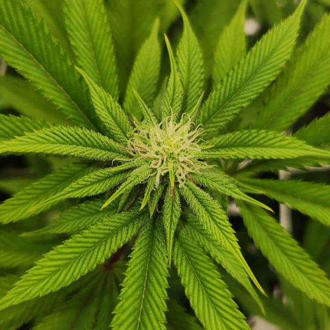 Purple Fuel, Top G, Purple G growlog timeline photo