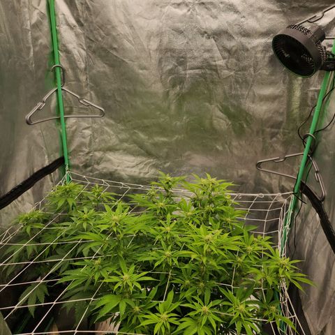 Purple Fuel, Top G, Purple G growlog timeline photo