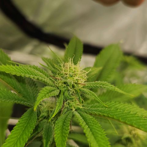 Purple Fuel, Top G, Purple G growlog timeline photo