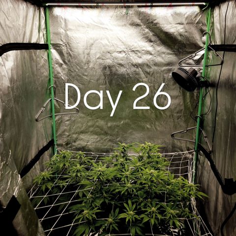 Purple Fuel, Top G, Purple G growlog timeline photo
