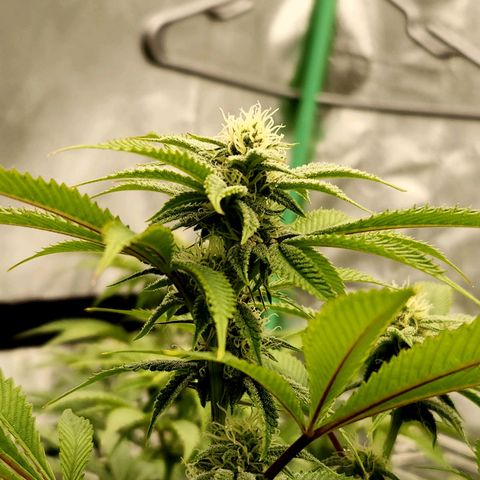 Purple Fuel, Top G, Purple G growlog timeline photo