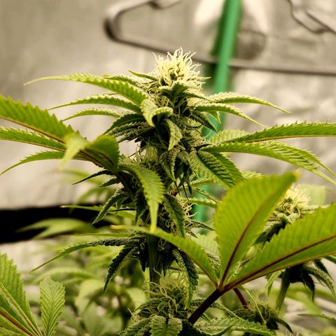 Purple Fuel, Top G, Purple G growlog timeline photo