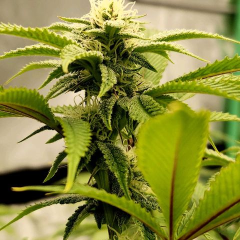 Purple Fuel, Top G, Purple G growlog timeline photo