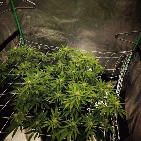 Purple Fuel, Top G, Purple G growlog timeline photo