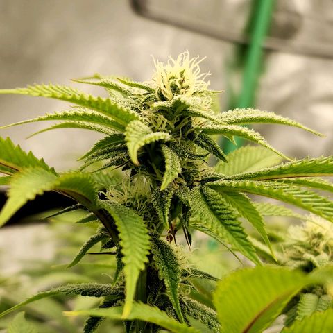 Purple Fuel, Top G, Purple G growlog timeline photo