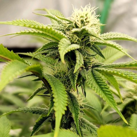 Purple Fuel, Top G, Purple G growlog timeline photo