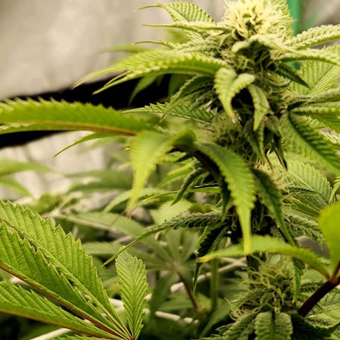 Purple Fuel, Top G, Purple G growlog timeline photo