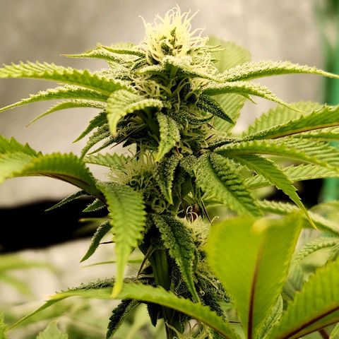 Purple Fuel, Top G, Purple G growlog timeline photo