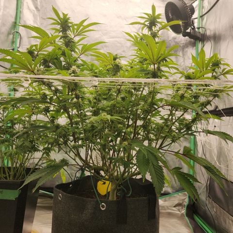 Purple Fuel, Top G, Purple G growlog timeline photo