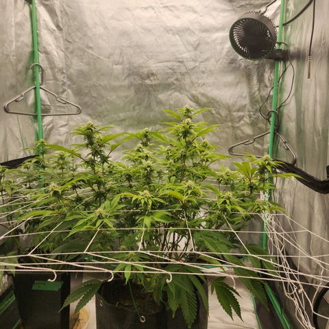 Purple Fuel, Top G, Purple G growlog timeline photo