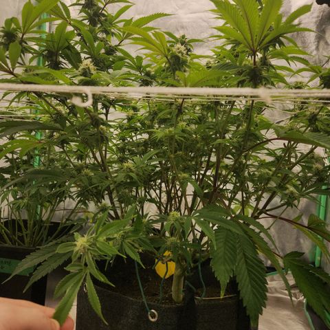 Purple Fuel, Top G, Purple G growlog timeline photo