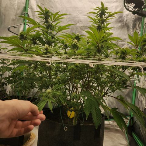Purple Fuel, Top G, Purple G growlog timeline photo
