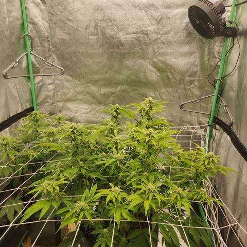 Purple Fuel, Top G, Purple G growlog timeline photo