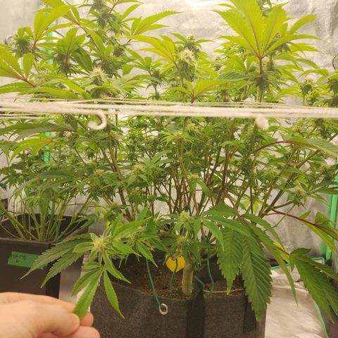 Purple Fuel, Top G, Purple G growlog timeline photo