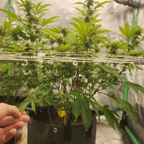 Purple Fuel, Top G, Purple G growlog timeline photo