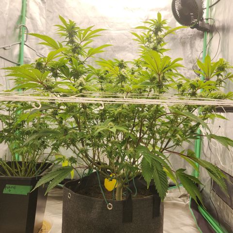 Purple Fuel, Top G, Purple G growlog timeline photo