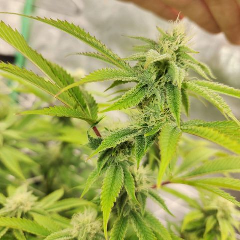 Purple Fuel, Top G, Purple G growlog timeline photo